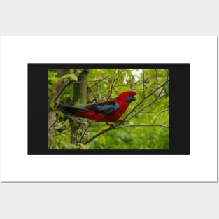 Crimson Rosella at O'Reilly's Posters and Art